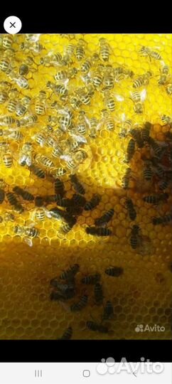 Пчелопакеты