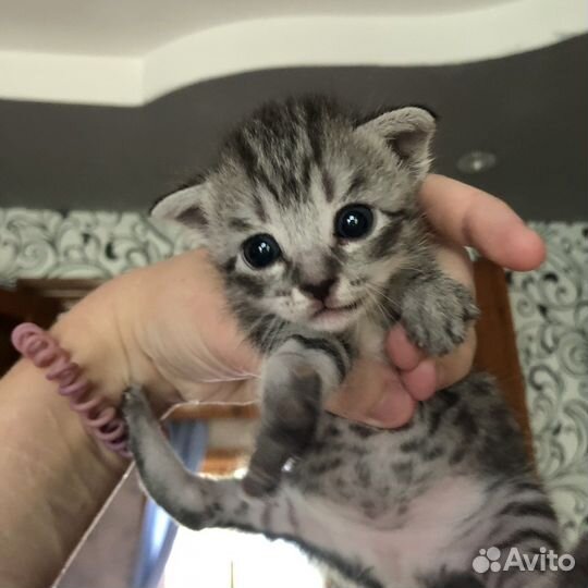 Котята бесплатно