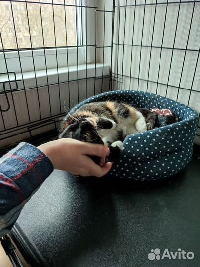 Кошка кисти великого импрессиониста в дар