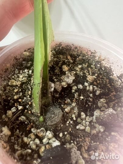 Монстера Альба, yellow splash, Реверса