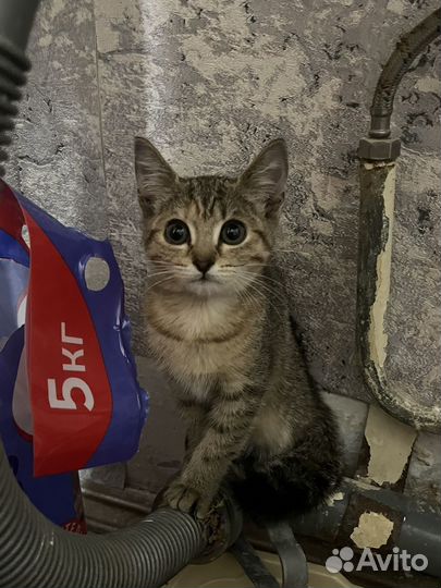Котенок в добрые руки