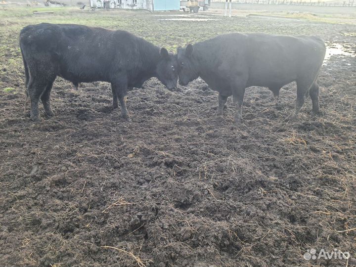 Быки на племя