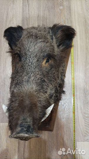 Голова кабана