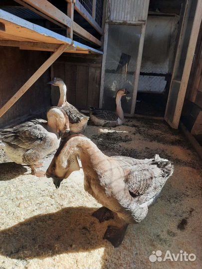 Цыплята бройлера, перепела, мускусные утята