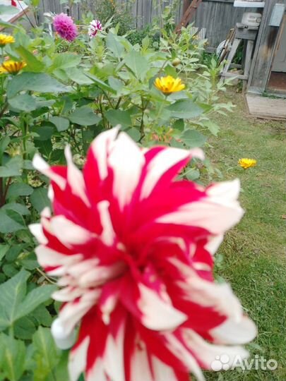 Георгины клубни