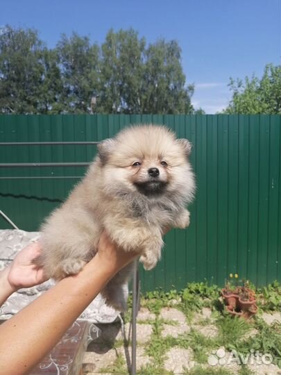 Померанский шпиц