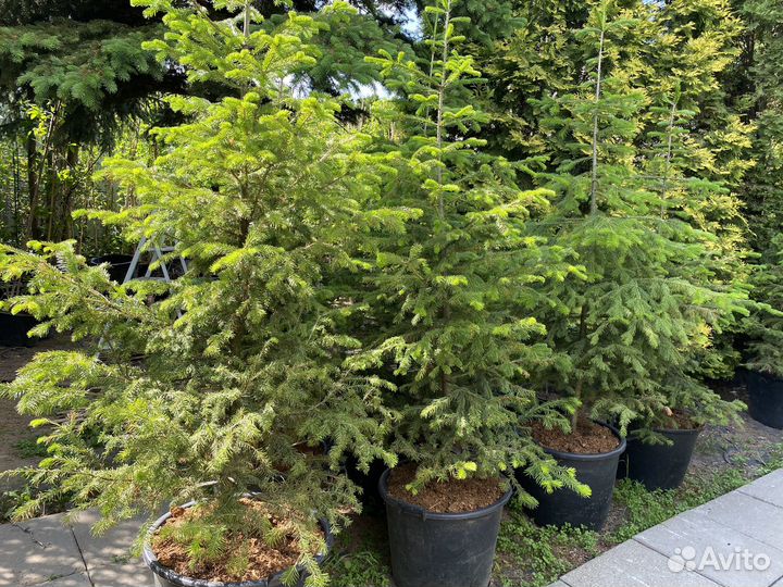 Пихты сибирские 1,5-2,5 м с зкс в горшках 65-90 л