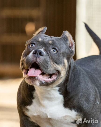 Микро покет американский булли девочка