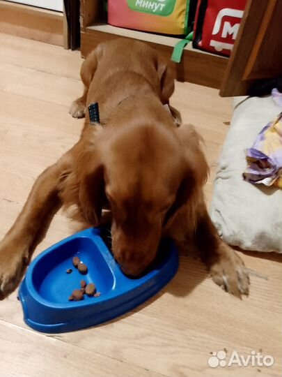 Русский охотничий спаниель