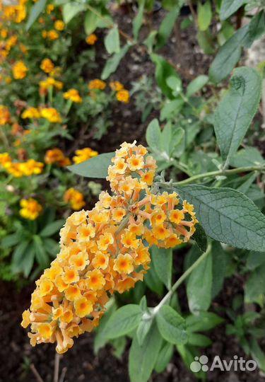 Будлея желтая, Белая, будлеяТутти Фрутти, Медуница