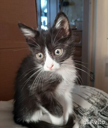 Отдам в добрые руки