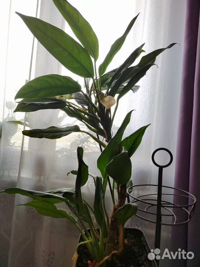 Аглаонема изменчивая