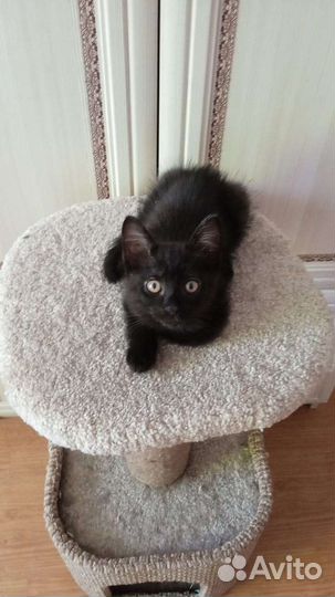 Котёнок добрые руки