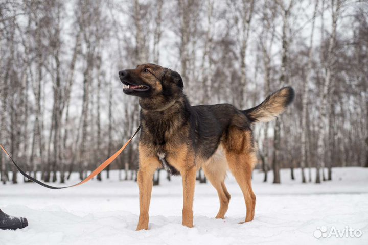 Послушной и нежной Зире нужен дом