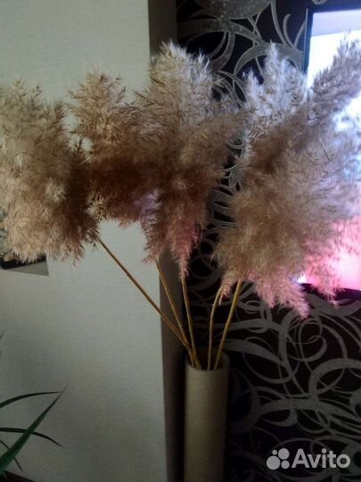 Сухоцвет для декора