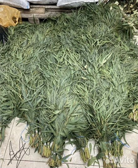 Эвкалипт оптом