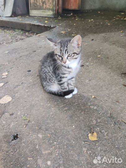 Кошки бесплатно