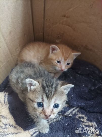 Отдам котёнка