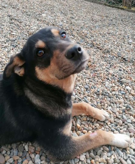 Собака парень ищет дом