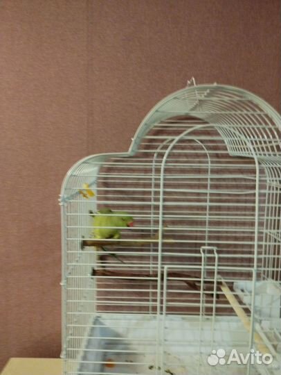 Ожереловый попугай самец