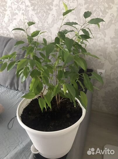 Бенджамина