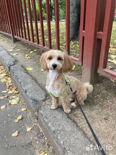 Ищу кобеля для вязки мальтипу