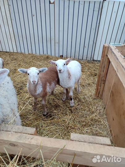 Овцы бараны катумские