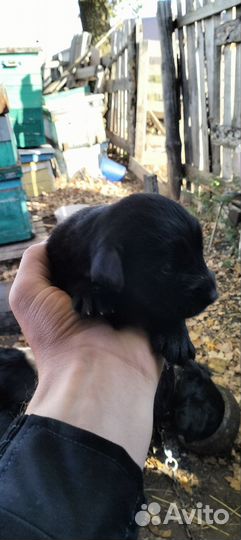 Щенки бесплатно