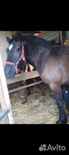 Тяжеловоз (Кобыла)