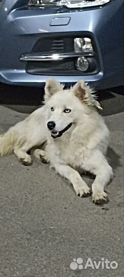 Помесь хаски