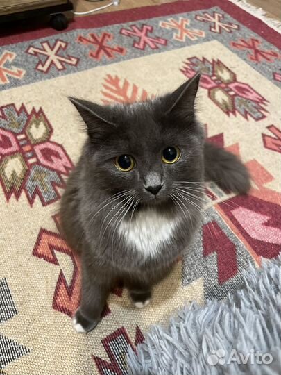 Кошка нибелунг