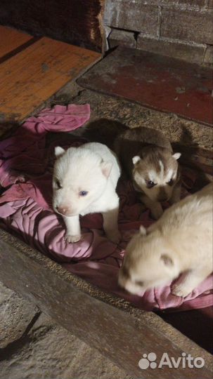 Щенки сибирской хаски