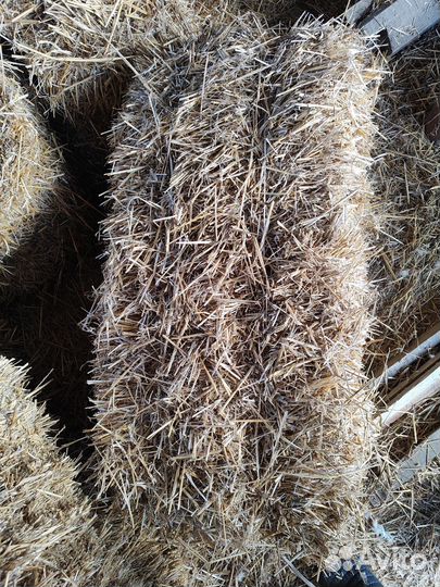 Солома пшеничная в тюках