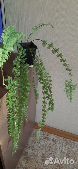 Комнатные растения