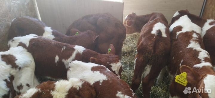 Телята с доставкой до двора за наш счёт