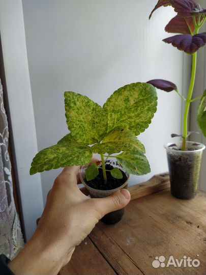 Колеус Блюме Смесь