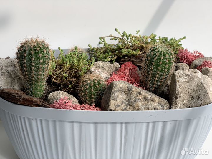 Композиция из кактусов (суккулентов)