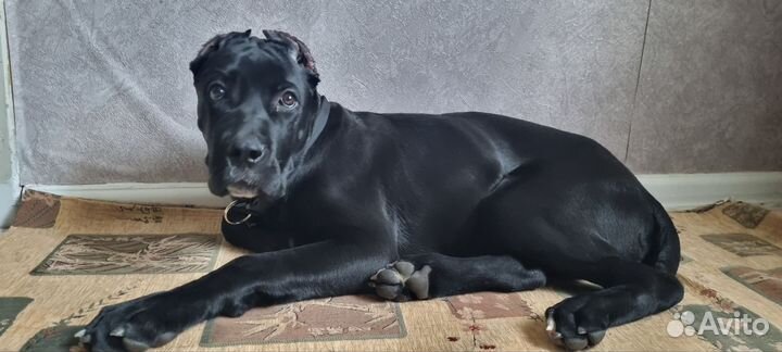 Щенки кане корсо