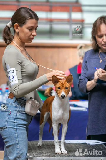 Хендлер, выгул, социализация, помощь в выборе