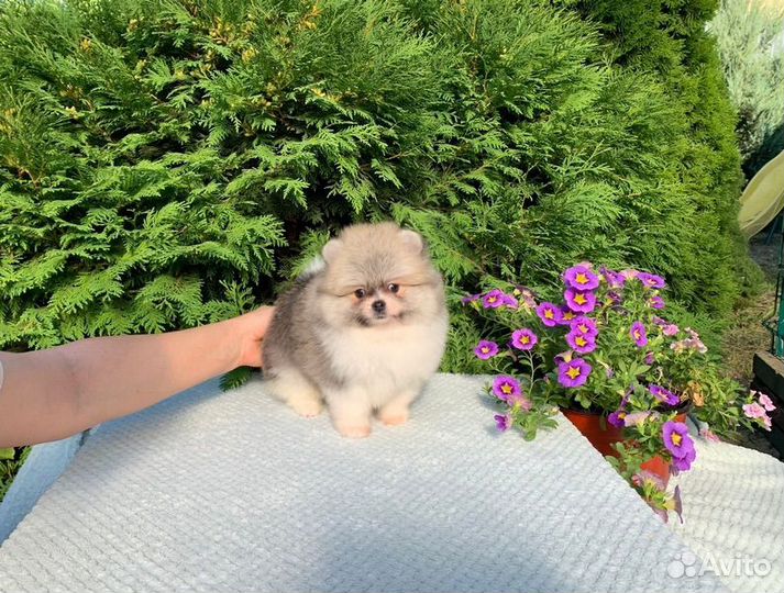 Померанский шпиц мини