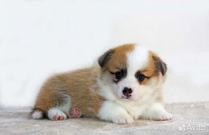 Щенки Вельш Корги Пемброка