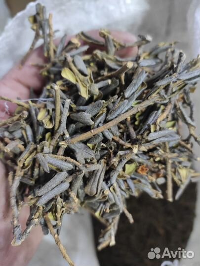 Чай саган дайля