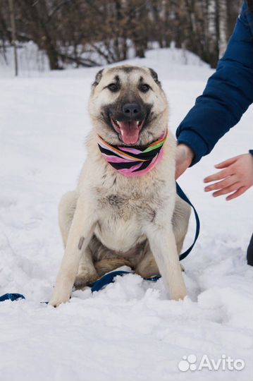 Щенок по имени Карамелька
