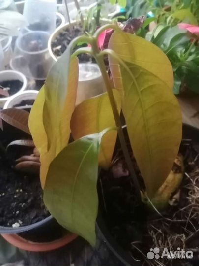 Манго, фикус