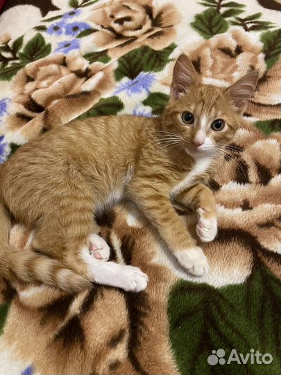 Отдам в добрые руки котёнка (мальчик)
