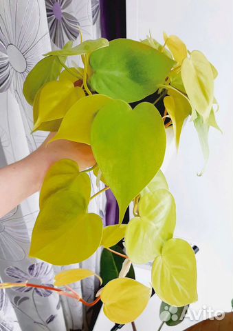 Филодендрон Сканденс Миканс Лимон Лайм Lemon Lime