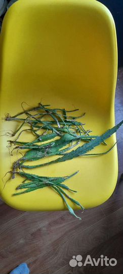 Эпифиллум кактус без горшка с корнями. Много