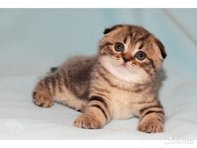 Шотландские золотые котята