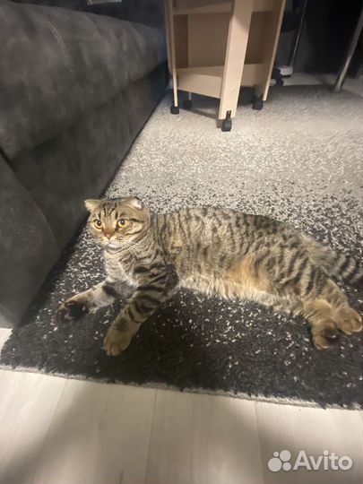 Шотландский кот