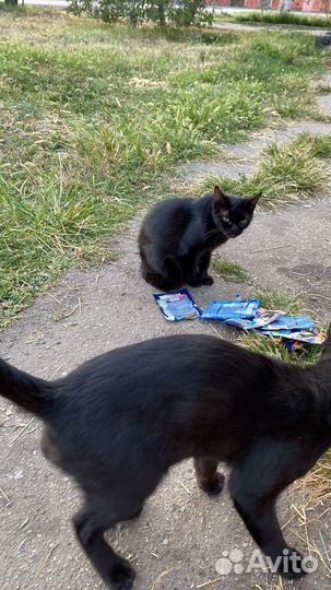 Бездомные кошки